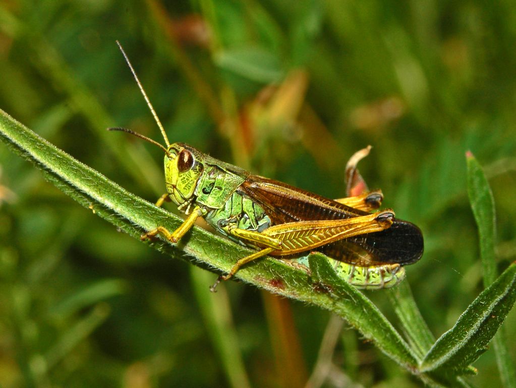 Una cavalletta dalle Alte Alpi: Stauroderus scalaris